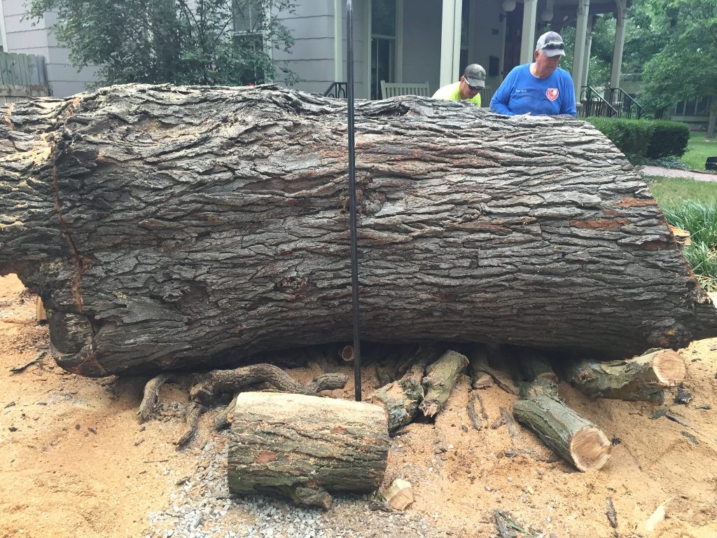 HAVA studios 200 Year Old Honey Locust Tree Before Milling